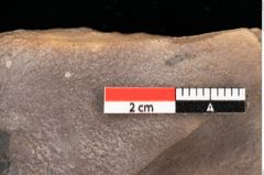 Foto (Detailsansicht) von Quercus palaeoilex Ettingshausen (NHMW-GEO-2024-0188-0775)